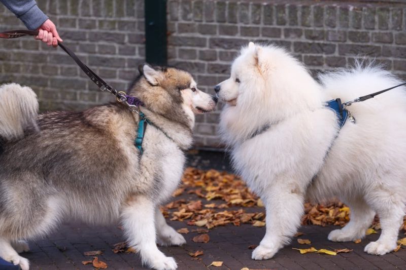 Positives Aufeinandertreffen: Strategien für gelungene Begegnungen im Alltag