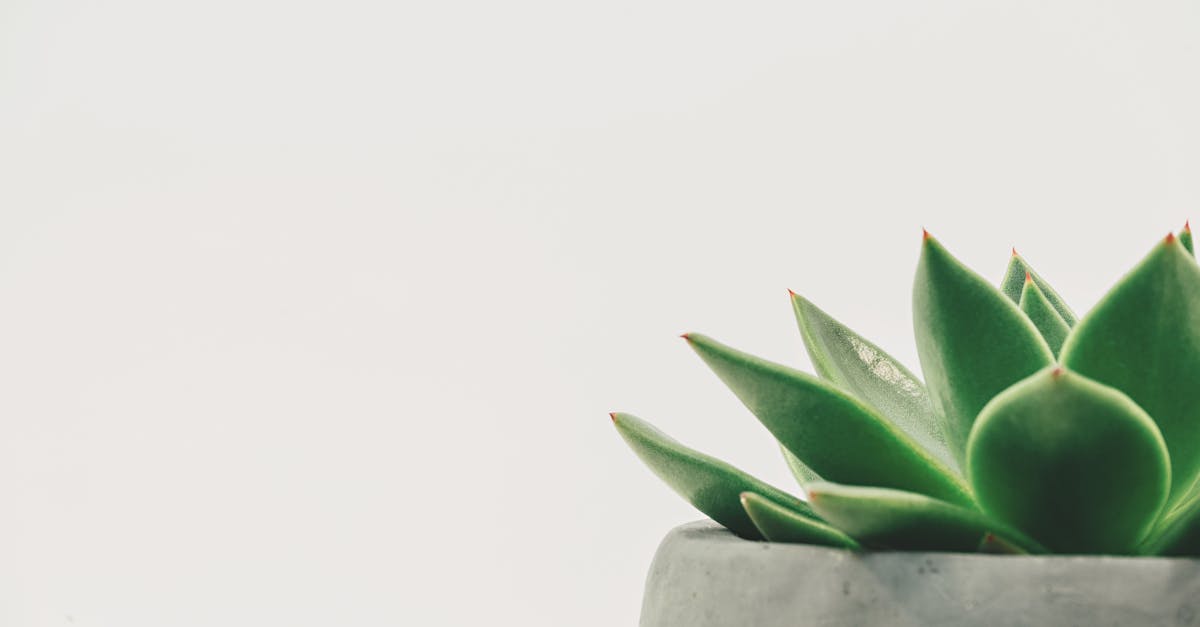 entdecken sie strategien und methoden für das wachstum ihres unternehmens. erfahren sie, wie sie durch innovative ansätze und effektives management nachhaltigen erfolg erzielen können.