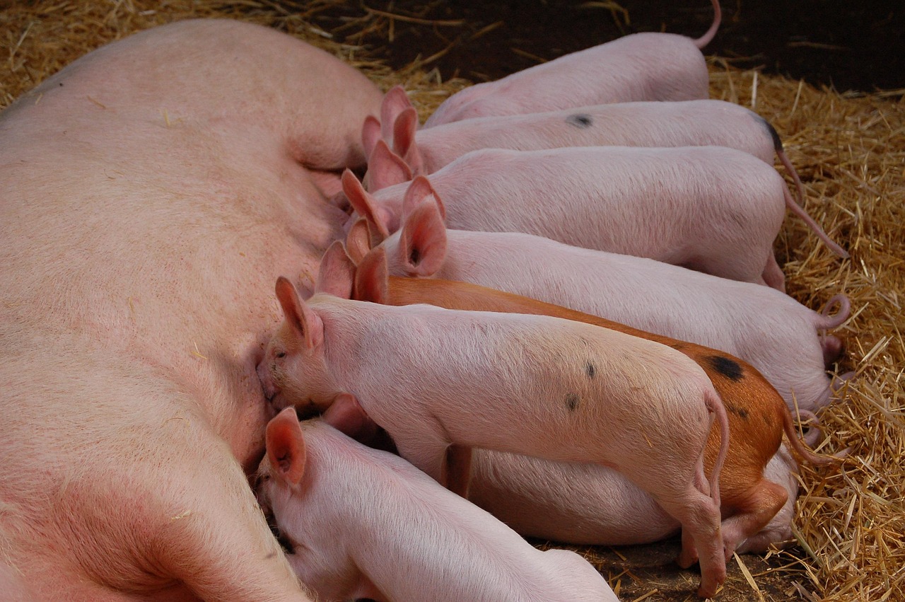 stillen ist eine natürliche und gesunde methode, um ihr baby zu ernähren und eine starke bindung aufzubauen. erfahren sie mehr über tipps, vorteile und unterstützung beim stillen.