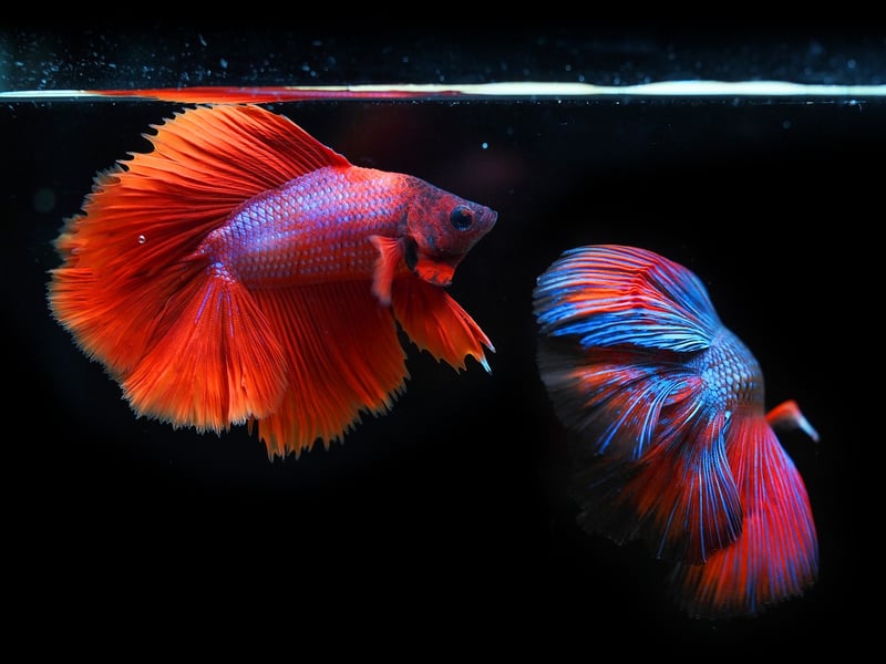 poisson de combat siamois